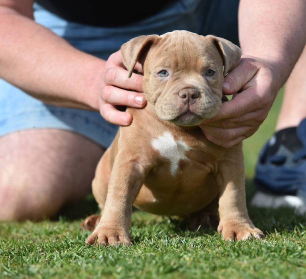 a little pitbul terrier