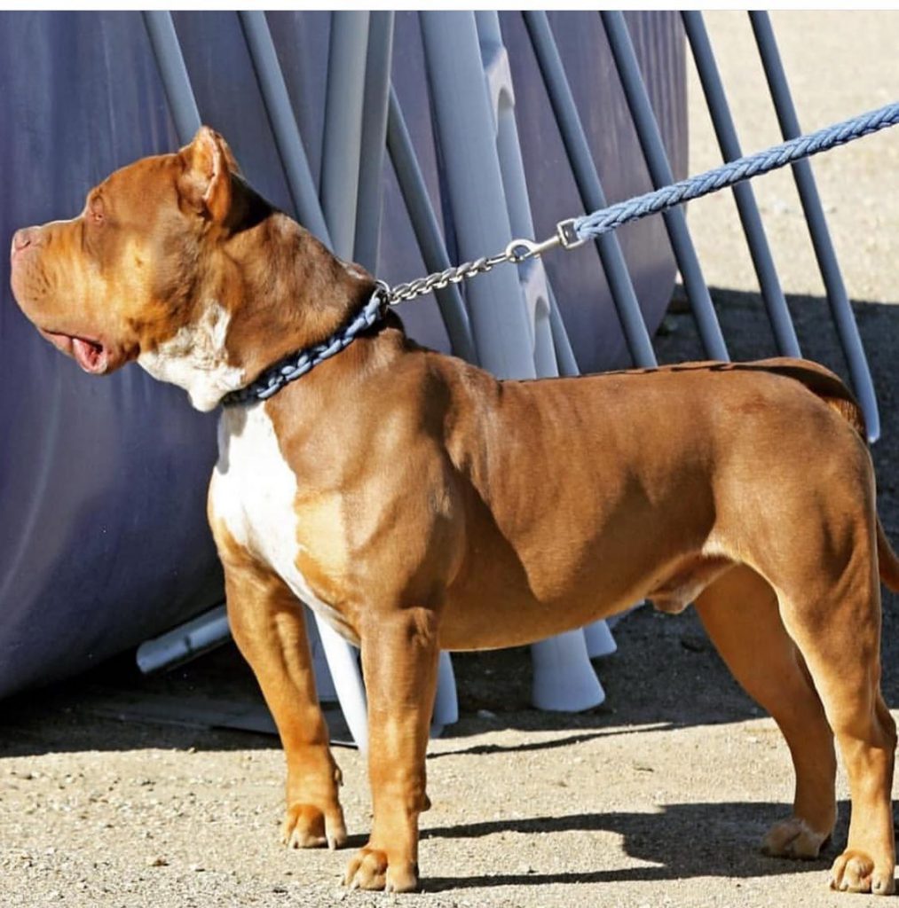 mr goodbar @bossykennels 1 1013x1024